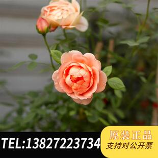 2.8 镜头 全新库存Leica 90mm m口 f全新议价 徕卡