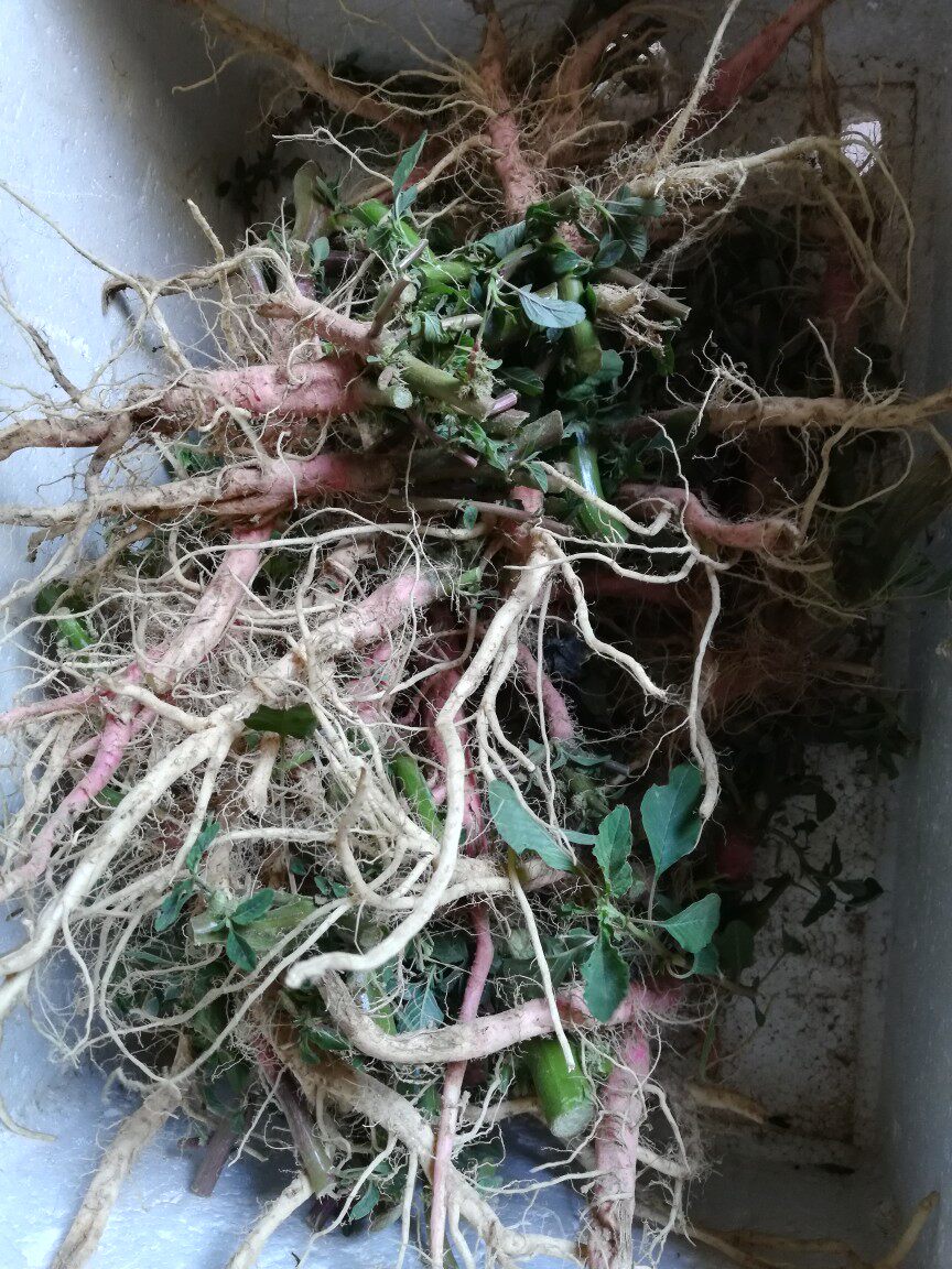 农家新鲜野生有机刺苋菜根红菜头假苋菜蔬菜 刺簕头 当天现挖现卖