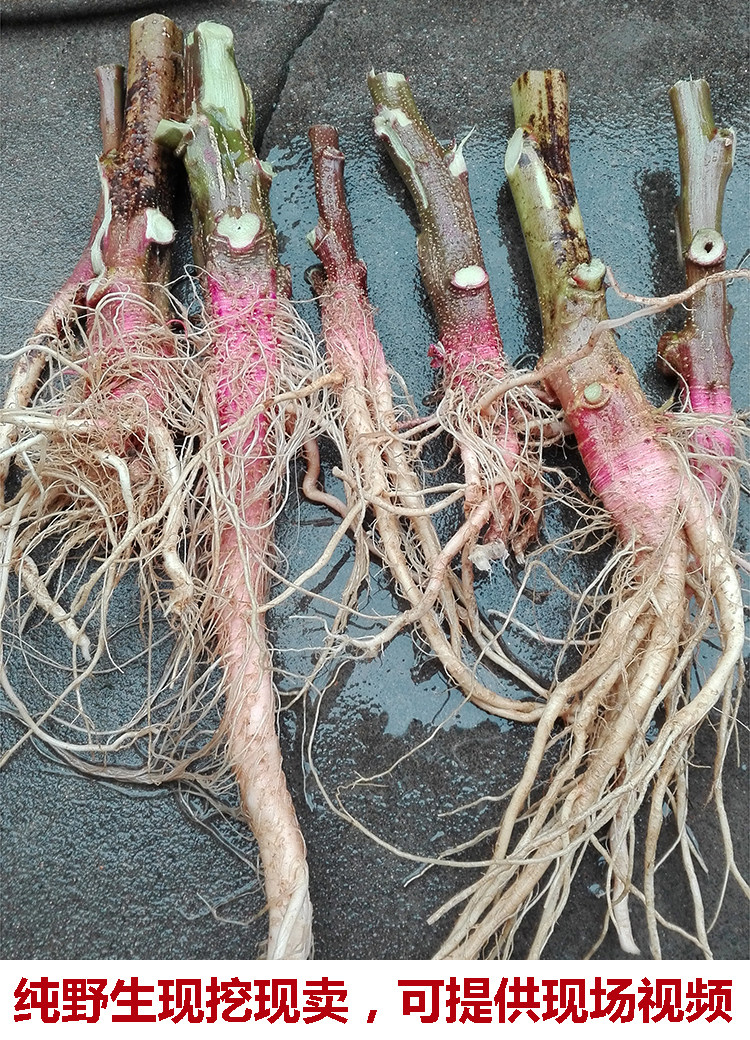 广东农家新鲜天然刺苋菜根红菜头假苋菜蔬菜刺簕头当天采当天发