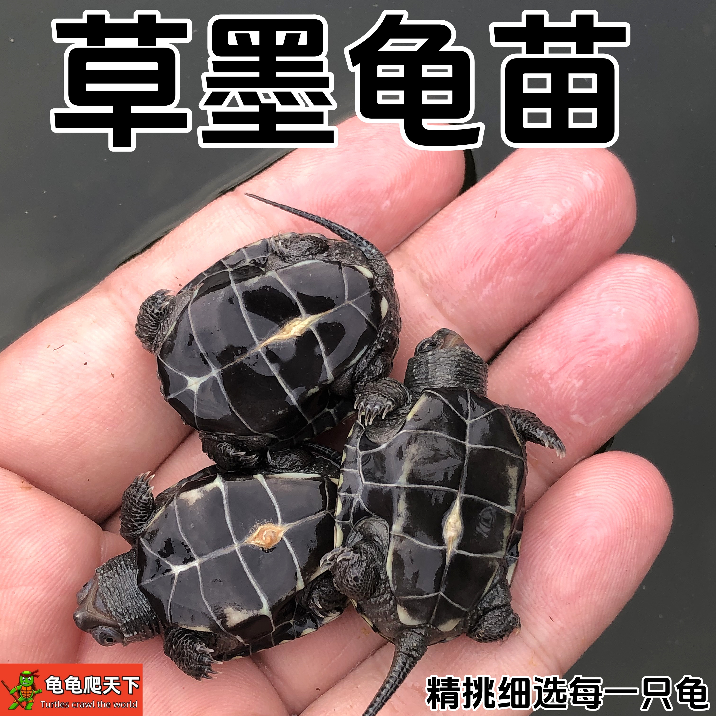 龟龟爬天下黑腹草龟金线草龟