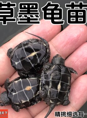龟龟爬天下黑腹草龟金线草龟