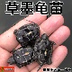 黑腹墨龟苗活体全黑小乌龟活物外塘中华金线草龟苗龟白玉龟宠物龟