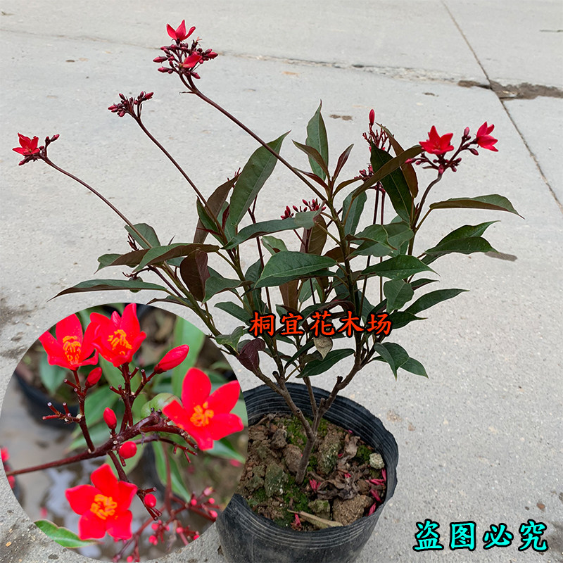 琴叶珊瑚花盆栽花苗四季开花
