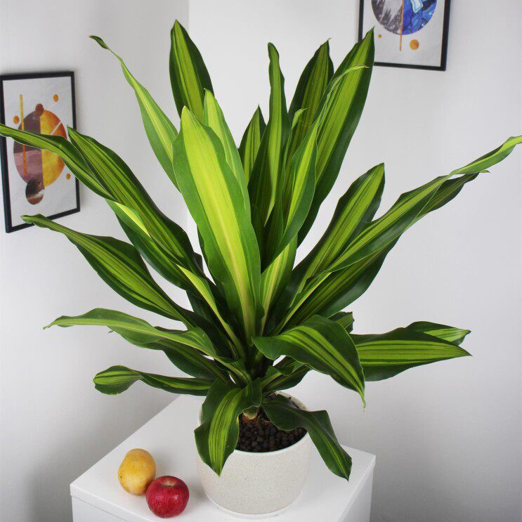 金心金边也门铁香龙血树巴西木室内绿植大型巴西铁树客厅盆栽