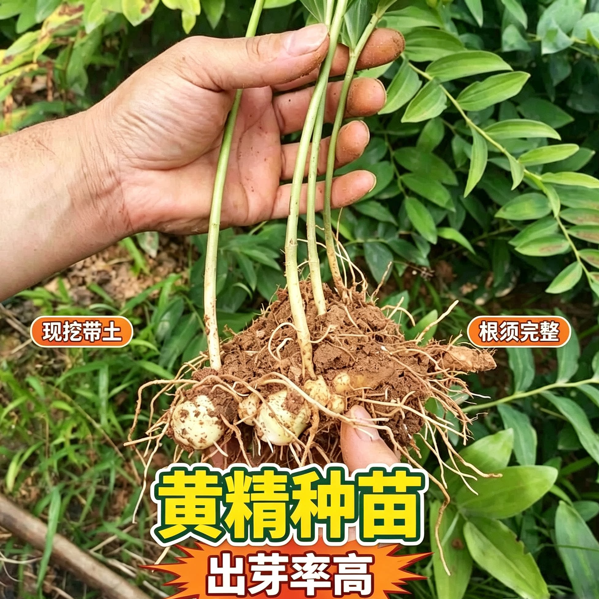 仿野生种植苗芽头鸡头多花倒苗图片