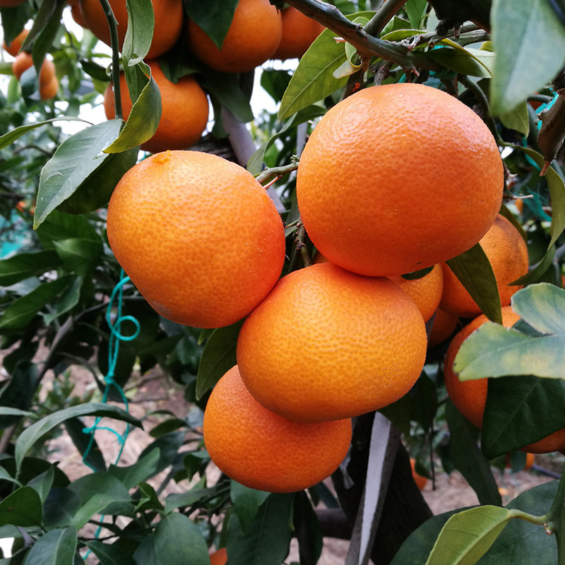 自产自销 红美人橘子 当季 当天下单当天采摘 当天发货 新鲜不能