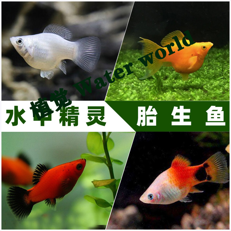 球玛丽鱼玛丽 月光鱼胎生鱼直接下小鱼新手鱼 好养活米奇孔雀包邮