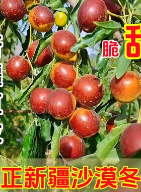 新疆沙漠冬枣空运直发