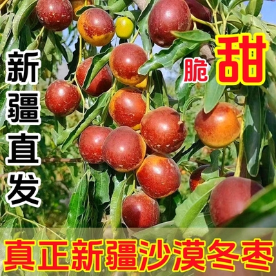 新疆沙漠冬枣空运直发