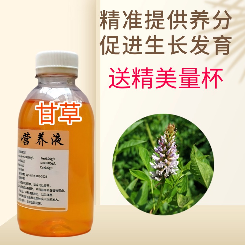 红皮黄心甘草苗草甜根子营养液阳台庭院盆地栽绿植专用水溶种植肥