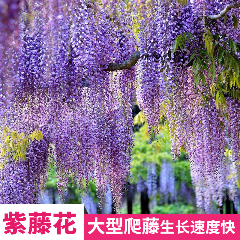 爬藤植物庭院围墙垂吊花卉多品种