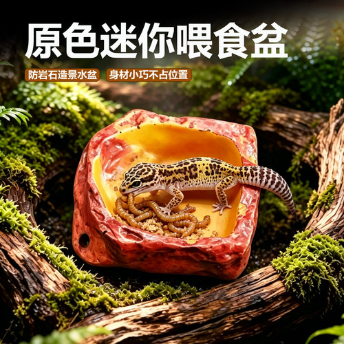 爬虫迷你原色喂食饮水盆