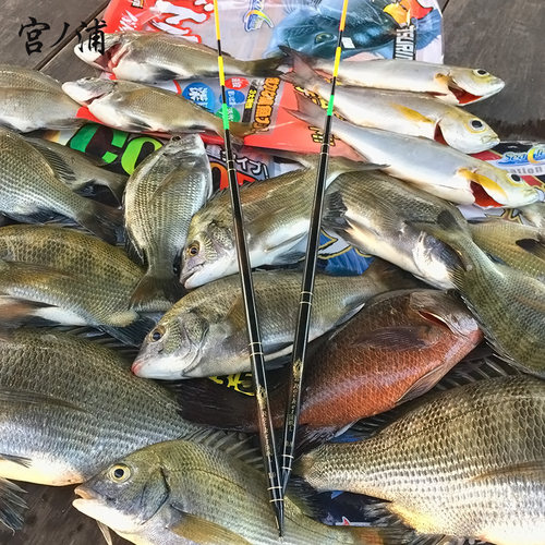 矶钓立式漂价格 矶钓立式漂图片 星期三