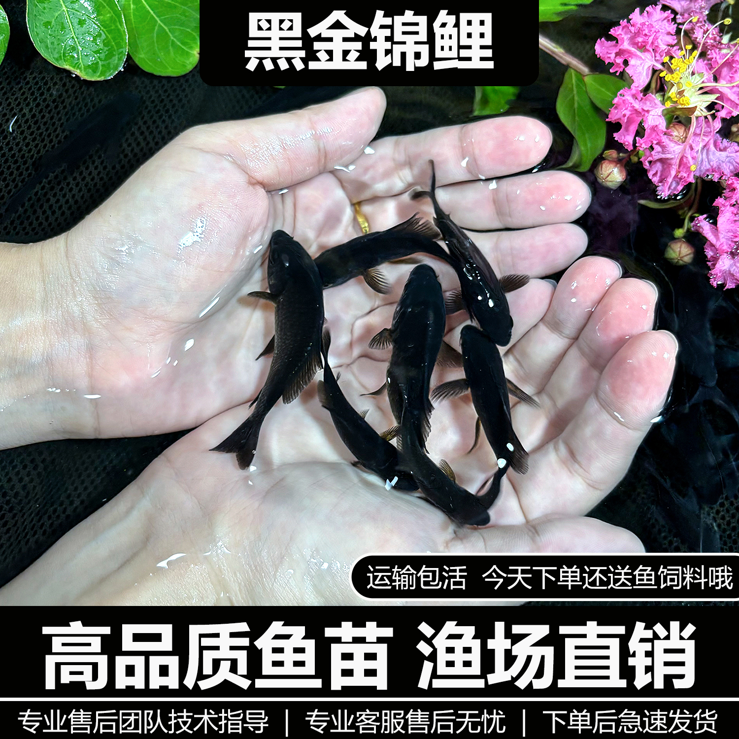 黑金锦鲤鱼苗冷水鱼观赏鱼