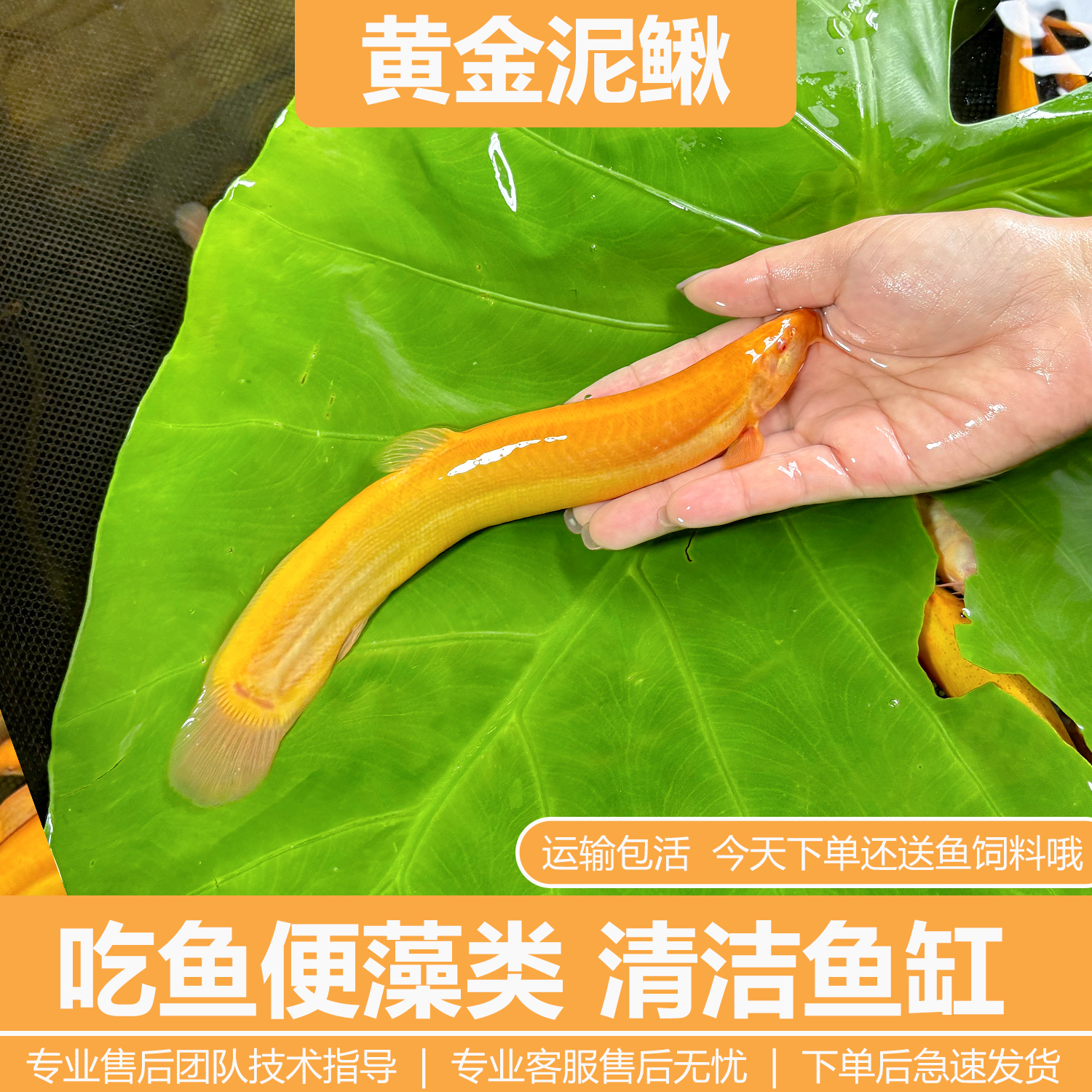 黄金泥鳅冷水清道夫鱼缸清洁