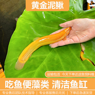 黄金泥鳅冷水清道夫鱼缸清洁工具鱼淡水鱼新练手活鱼观赏小金鱼苗