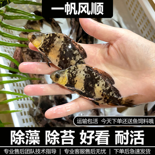 胭脂鱼苗冷水淡水观赏食用清洁
