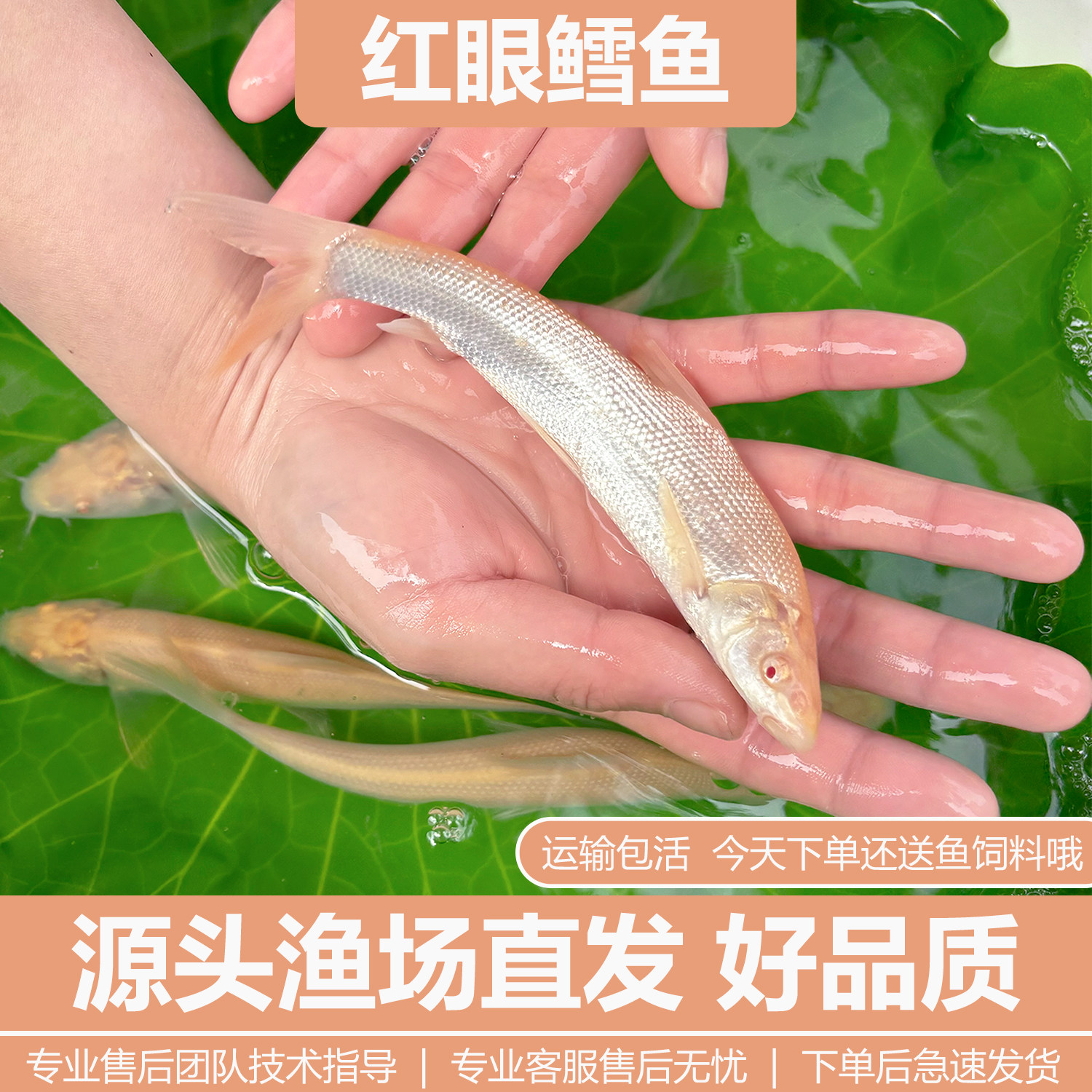 红眼银鳕鱼苗赤目黄化金丝鳕鱼淡水白子冷水观赏食用大鳞鲃鳕鱼苗,宠物/宠物食品及用品,鱼,淘宝优惠券,粉丝福利购,淘宝优惠卷