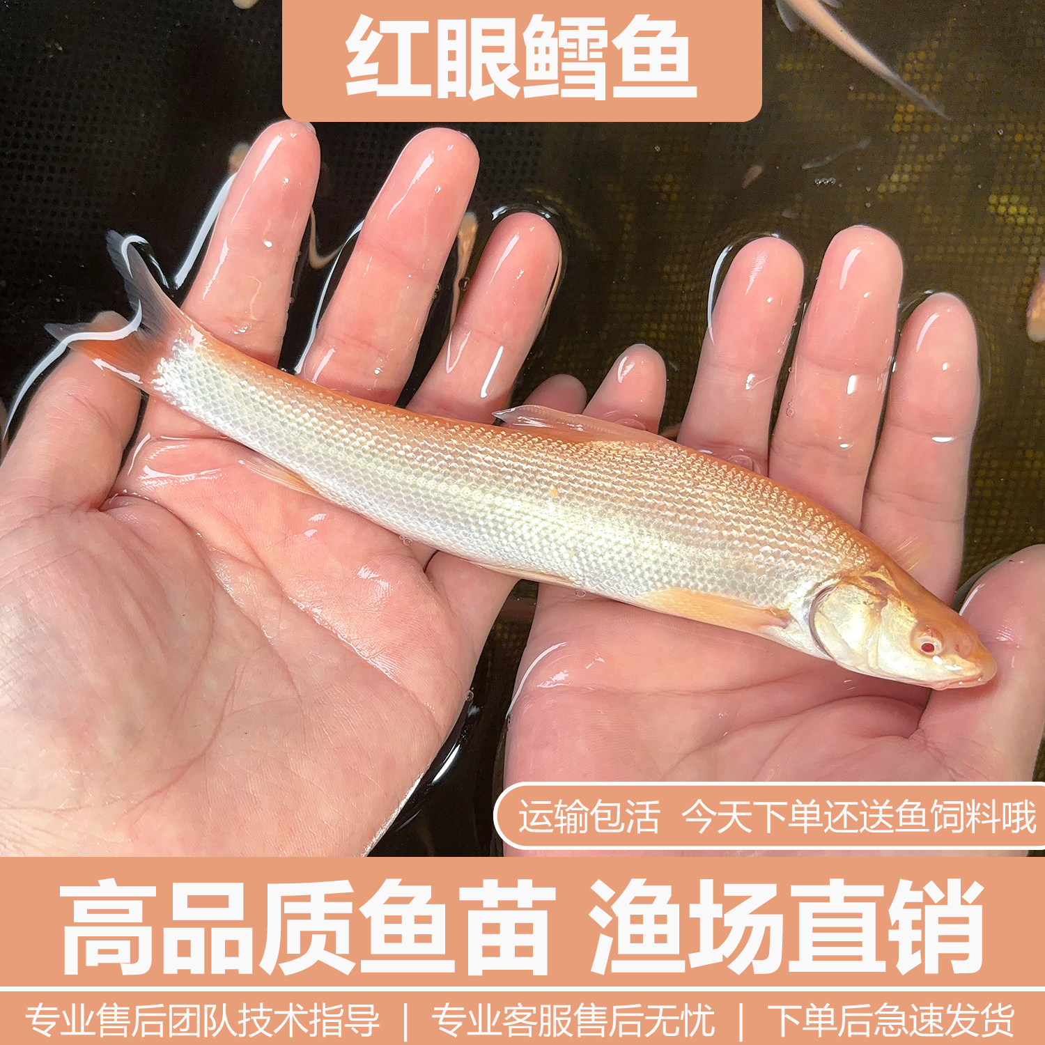 红眼鳕鱼苗精品白子龙红眼银鳕鱼苗大鳞鲃淡水观赏食用鱼包邮包活,宠物/宠物食品及用品,鱼,淘宝优惠券,粉丝福利购,淘宝优惠卷