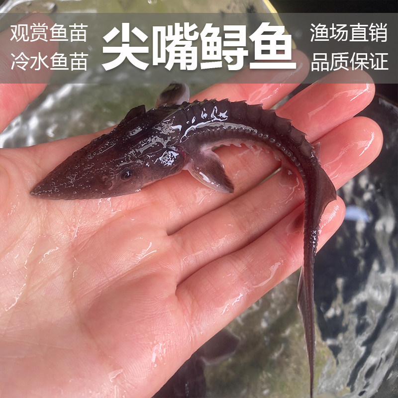 鲟鱼西伯利亚杂交鲟名贵观赏鱼鱼塘养殖鱼清道夫冷水淡水鱼鲟龙鱼