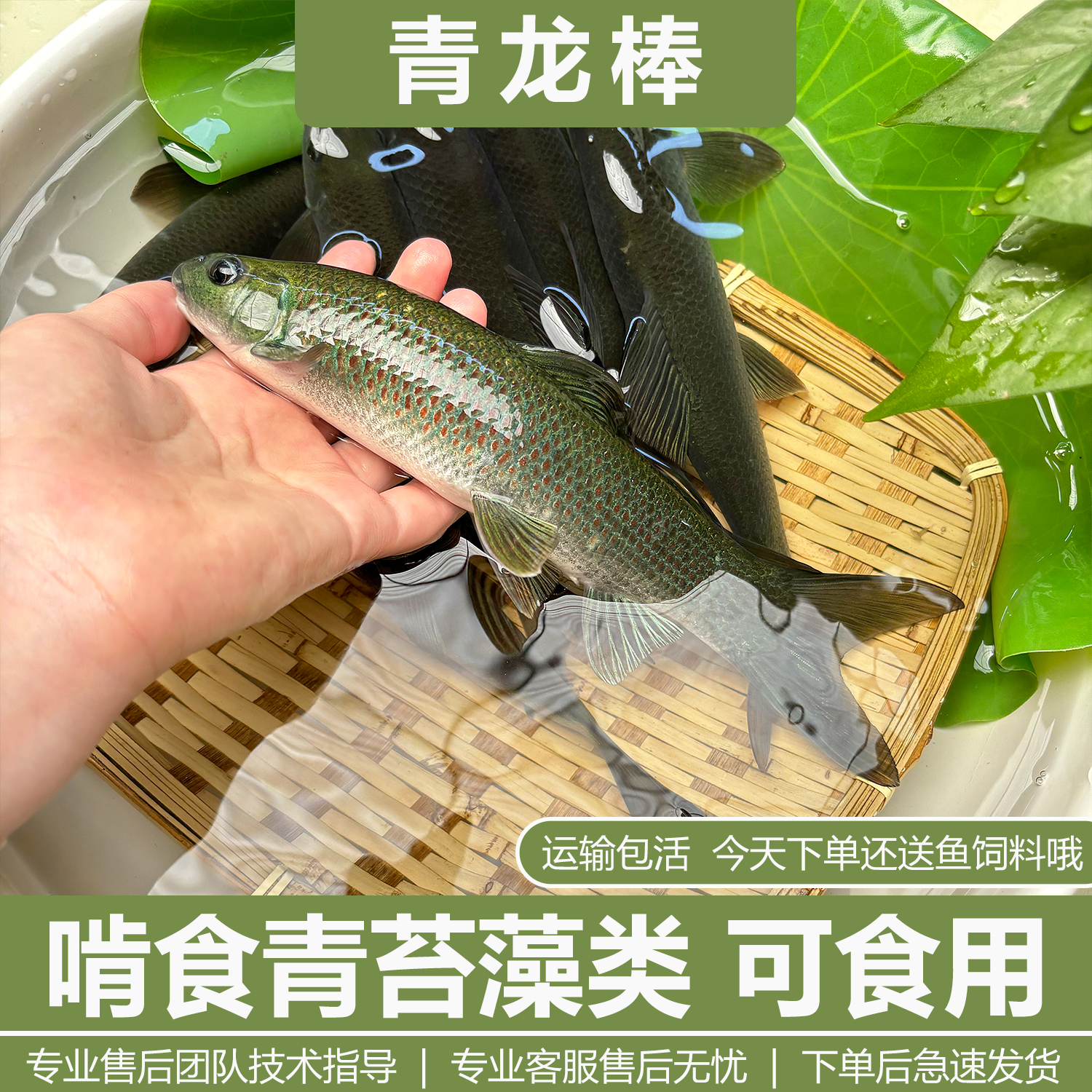 青龙棒鱼苗淡水养殖食用沉香鱼