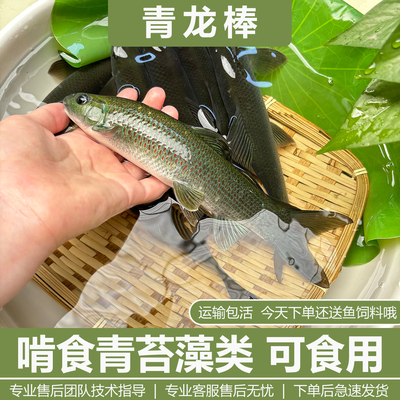 青龙棒鱼苗淡水养殖食用沉香鱼
