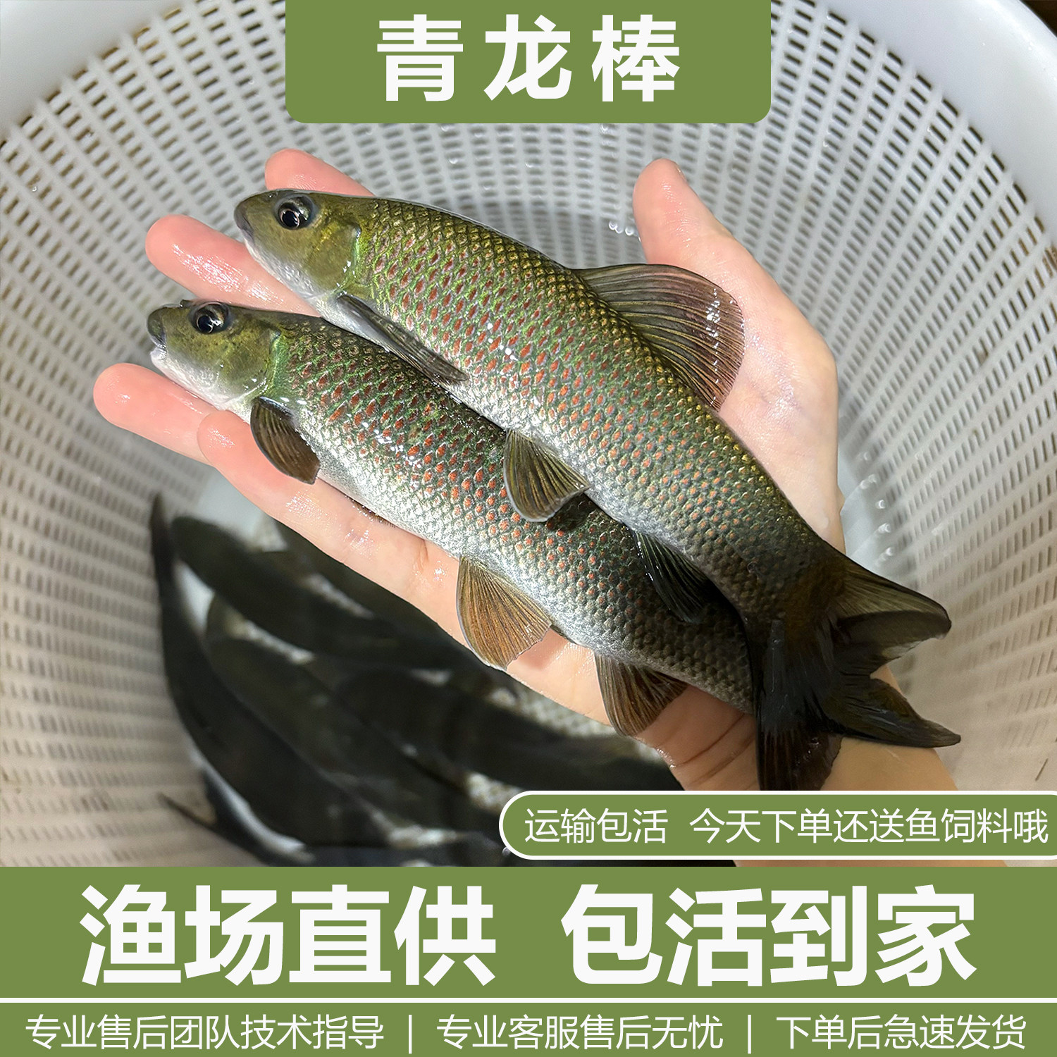 青龙棒鱼苗淡水养殖食用华鲮鱼油棒子鱼沉香鱼原生溪流鱼观赏鱼苗