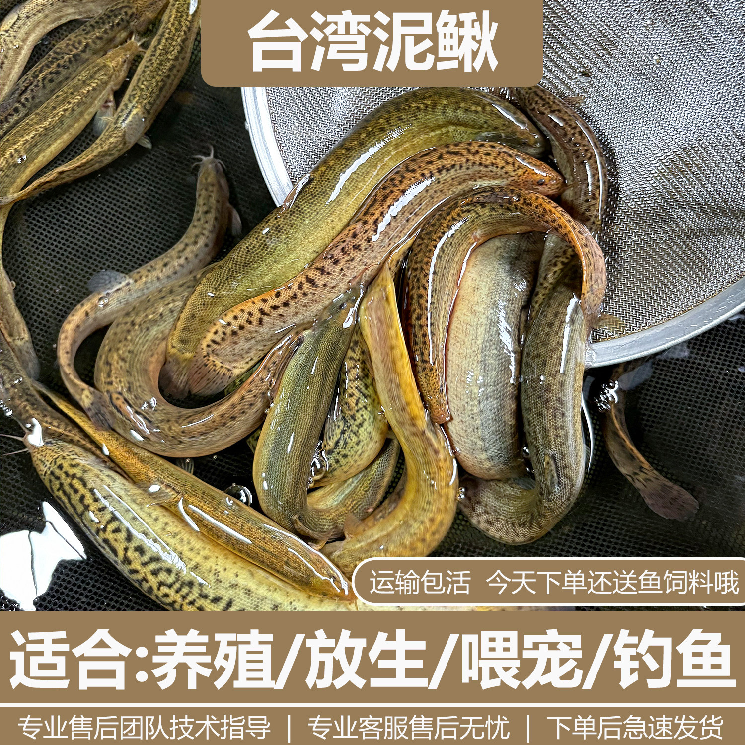 台湾泥鳅大泥鳅鲜活宠物鱼龙鱼乌龟筏钓小鱼淡水活体饲料鱼包邮,宠物/宠物食品及用品,鱼,淘宝优惠券,粉丝福利购,淘宝优惠卷
