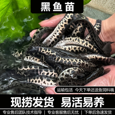 黑鱼苗活体淡水养殖乌鱼苗