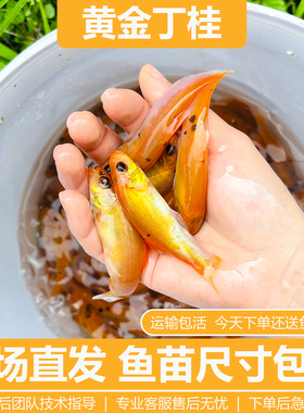 红丁桂鱼苗黄金丁桂稀有红色丁桂鱼苗黄化丁桂鱼淡水混养鱼医生