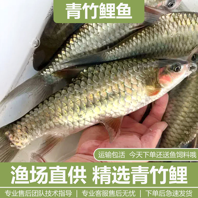 青竹鲤鱼苗倒刺鲃青竹鱼苗红脸青大肚鱼竹鱼凤仙子淡水原生溪流鱼