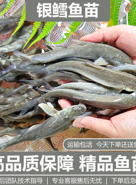 银鳕鱼苗活体大磷鲃鱼团头魮锥首魮红眼鳕鱼大头亮鲃淡水养殖鱼苗
