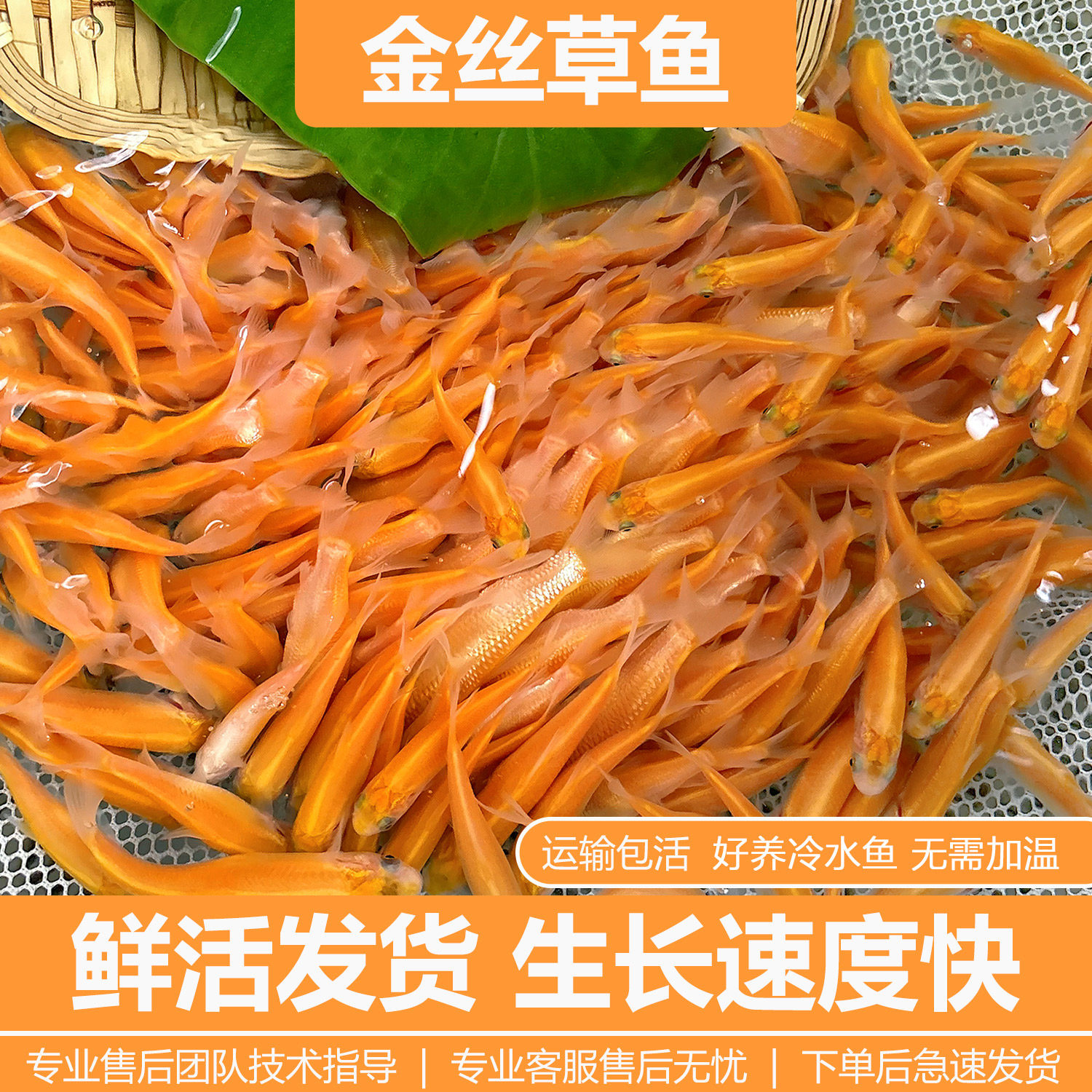 优质金草鱼苗淡水养殖食用冷水金丝皖红黄金丝草鱼俄罗斯金草鱼苗