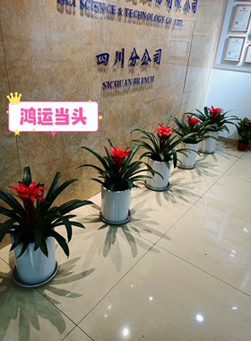 办公室前台形象墙logo墙花卉绿植鸿运当头 大红掌 万年青 也门铁