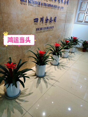 办公室前台形象墙logo墙花卉绿植鸿运当头 大红掌 万年青 也门铁