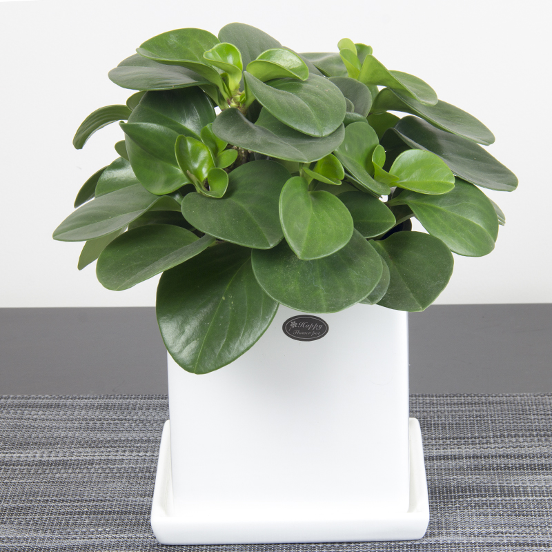 豆瓣绿室内办公室办公桌桌面小植物盆栽净化空气绿植花卉小家碧玉