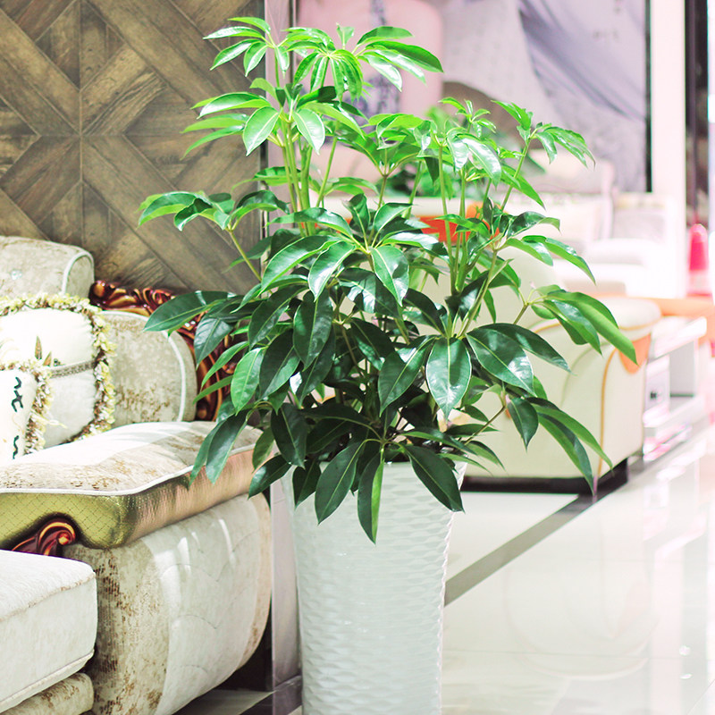 日本大叶伞宝罗大型室内绿植盆栽净化空气易养护观叶植物花卉成都,鲜花速递/花卉仿真/绿植园艺,大型绿植/成品组合盆栽,淘宝优惠券,粉丝福利购,淘宝优惠卷