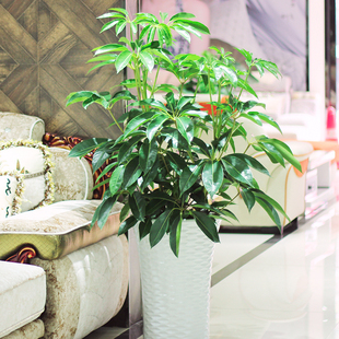 日本大叶伞宝罗大型室内绿植盆栽净化空气易养护观叶植物花卉成都