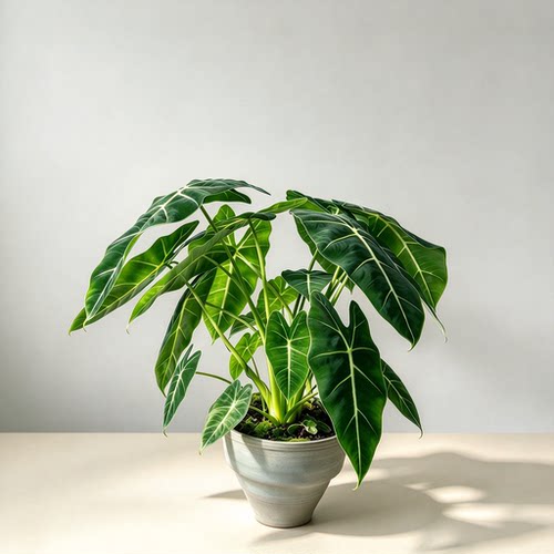 绿天鹅绒海芋盆栽网红热带绿植