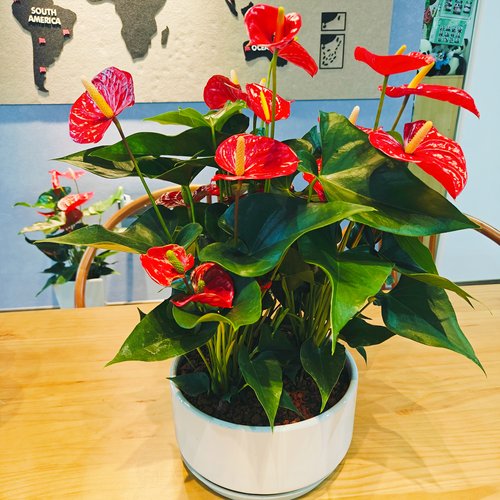 3株拼装红掌开业乔迁送礼盆栽