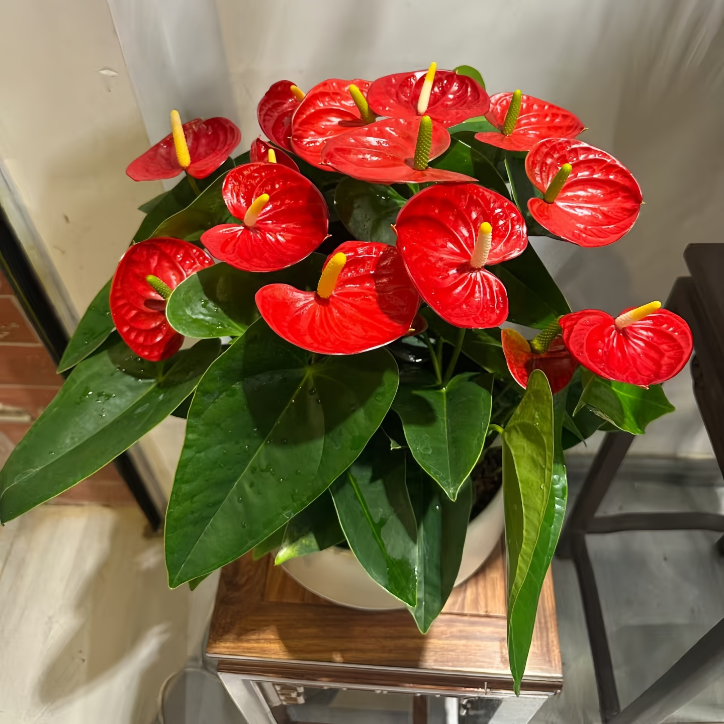 3株拼装红掌开业乔迁送礼盆栽