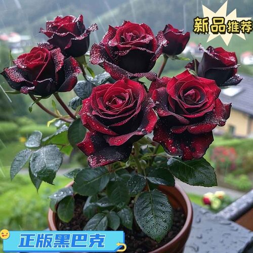 黑巴克玫瑰月季老桩大苗浓香