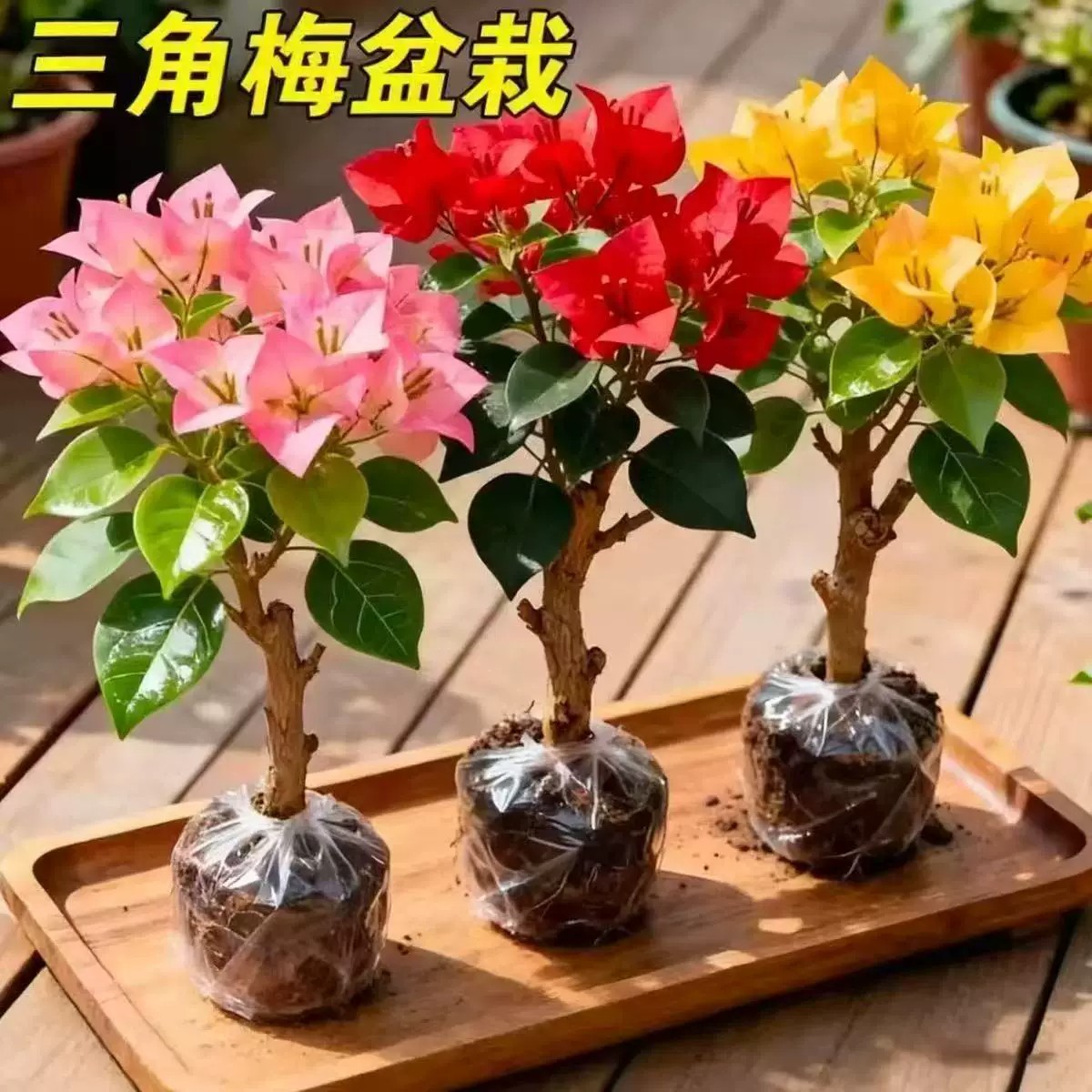 重瓣三角梅盆栽大苗勤花老桩室内外爬藤植物红梅花卉四季开花好养