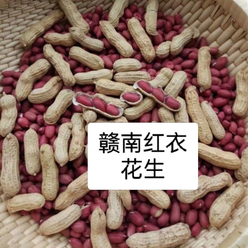 江西赣南红皮花生，非转基因生花新鲜花生