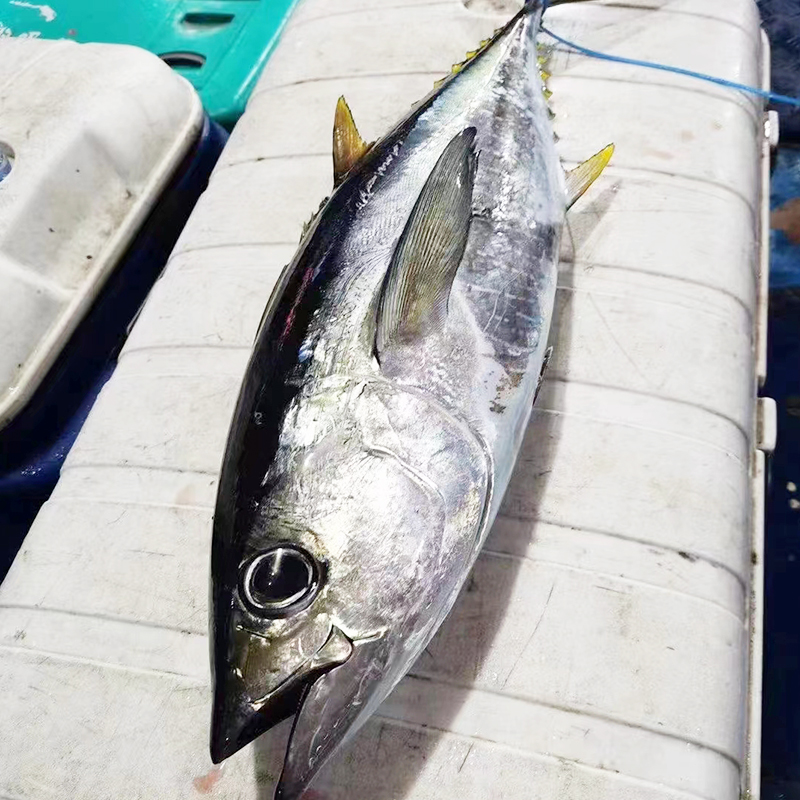 深海金枪鱼刺身整条海鲜海鱼蓝旗鲜活新鲜黄鳍大目金枪生鱼片大鱼 水产肉类/新鲜蔬果/熟食 金枪鱼 原图主图