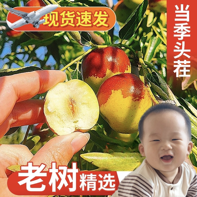 山东滨州沾化冬枣新鲜水果甜脆枣红冬枣应季水果枣子新鲜冬枣