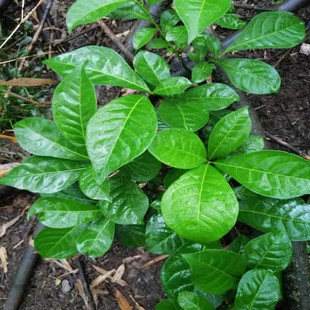 新鲜臭常山中药材 贵州苗药臭羊山栀子黄臭阳山白胡椒臭山羊500克