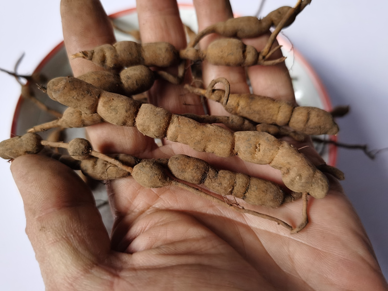 贵州中草药材鸡筋参 野生鲜货黄脚鸡黄鸡胖长叶数珠根黄鸡郞500克