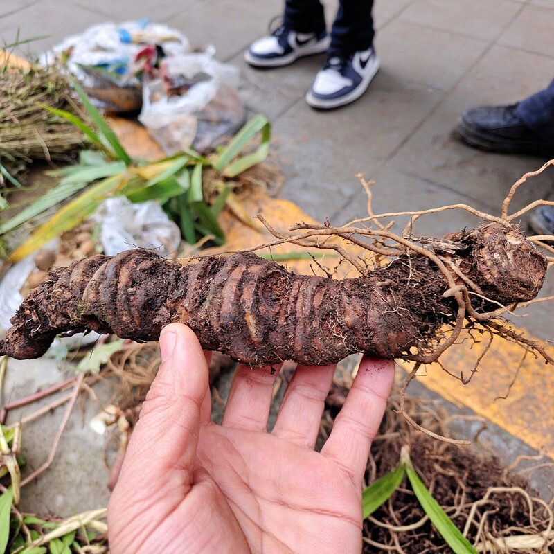 贵州地产山货重楼七叶一枝花图片