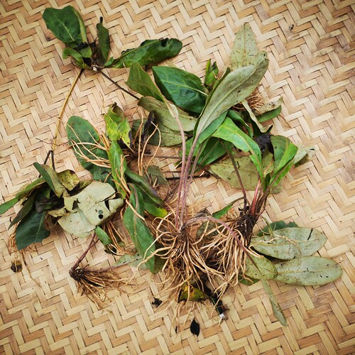 贵州兔耳风中药材兔耳草干货